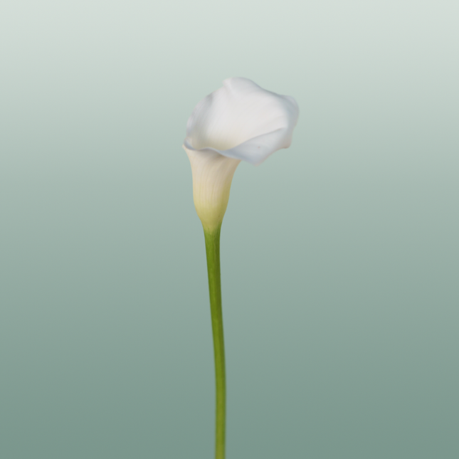 Calla Crystal Blush