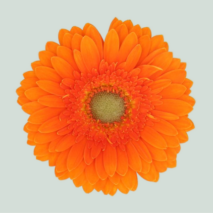 Germini Cuby (20 Stems)