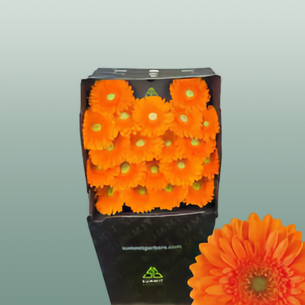 Germini Cuby (20 Stems)
