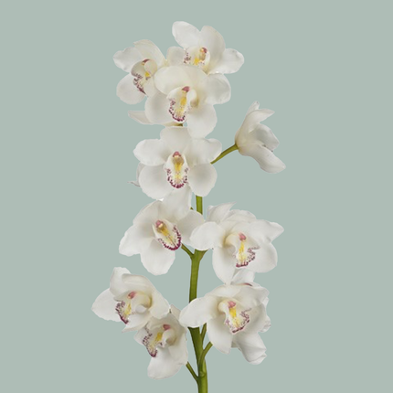 Cymbidium Orchid Earl White (8 Stems)
