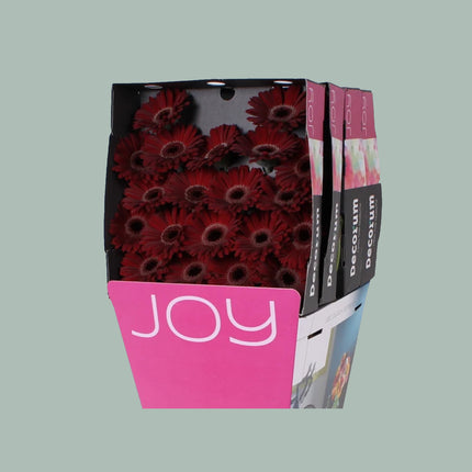 Germini Dark Night (20 Stems)
