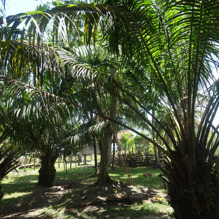 Pure Batana Oil 100ml — The Original, 100% Pure Oil from Honduras