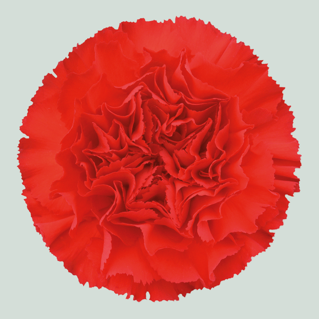 Carnation Standard Daniko (20 Stems)
