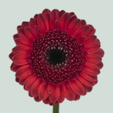Germini Dante (20 Stems)