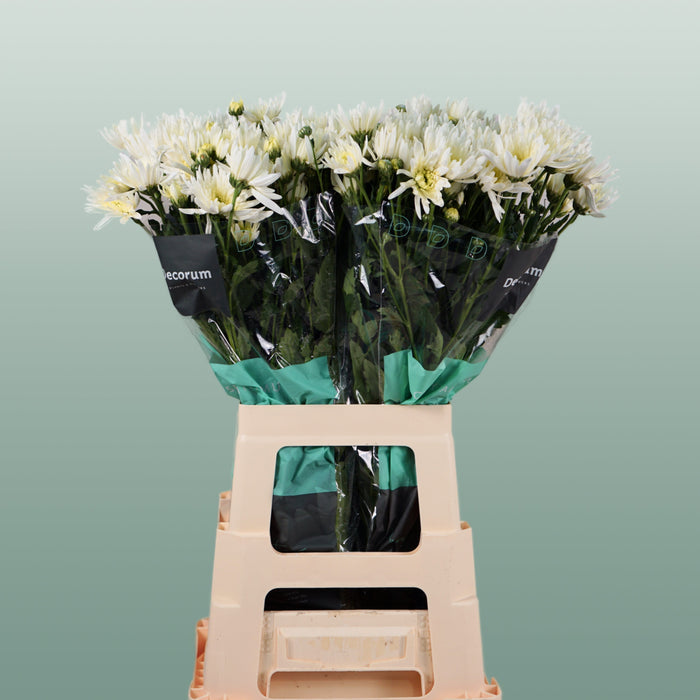 Chrysanthemum Spray Delianne