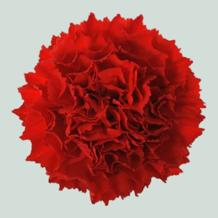 Carnation Standard Don Pedro (20 Stems)