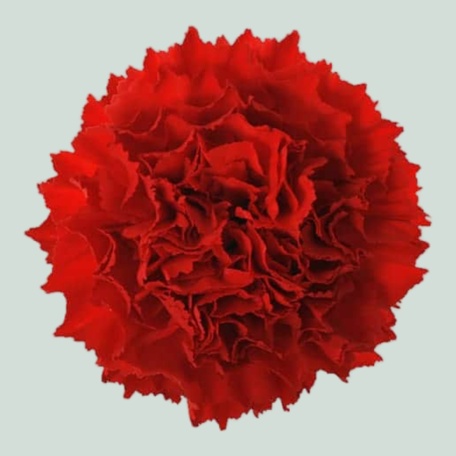 Carnation Standard Don Pedro (20 Stems)