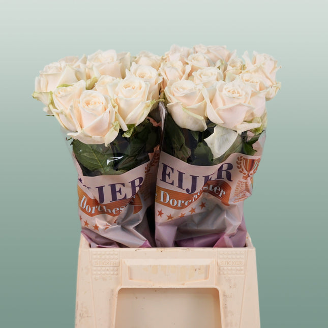 Rose Dorchester +