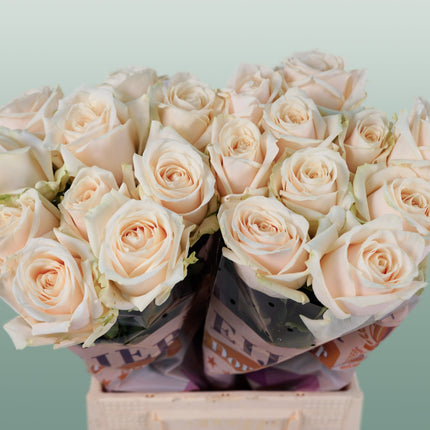 Rose Dorchester +