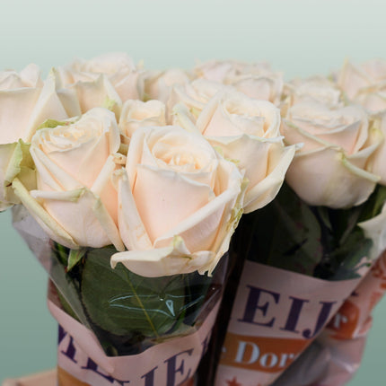 Rose Dorchester +