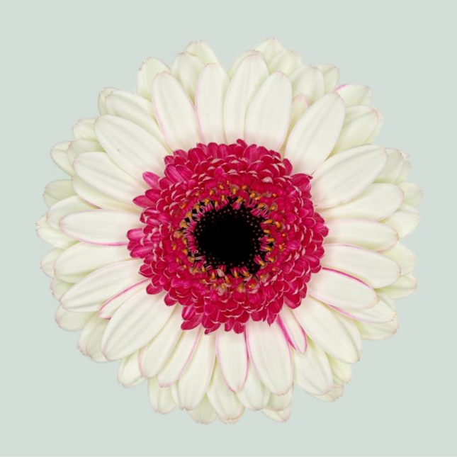 Germini Double Fun (20 Stems)