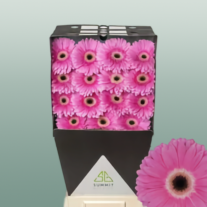 Gerbera Large Dreamer
