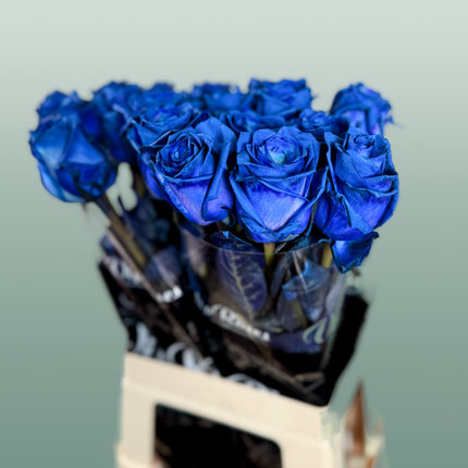 Rose Dyed Blue