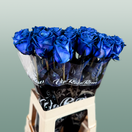 Rose Dyed Blue