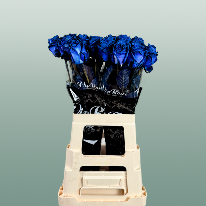 Rose - Blue Dyed