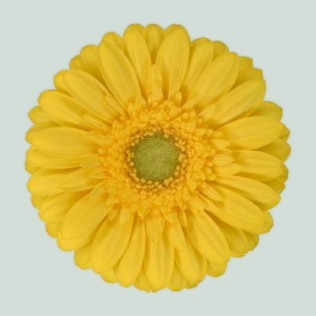 Germini Emoji (20 Stems)