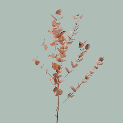 GR Eucalypthus Cinerea Dyed Copper
