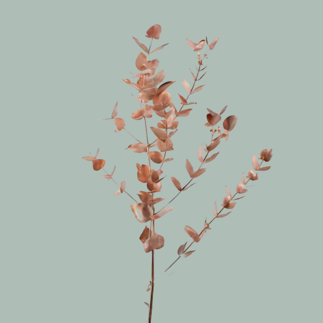 GR Eucalypthus Cinerea Dyed Copper