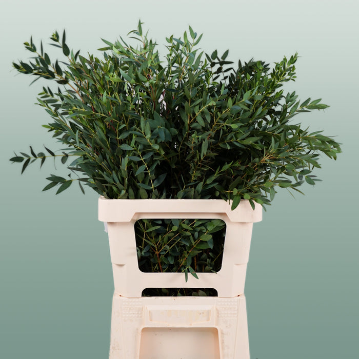 Eucalyptus Parviflora
