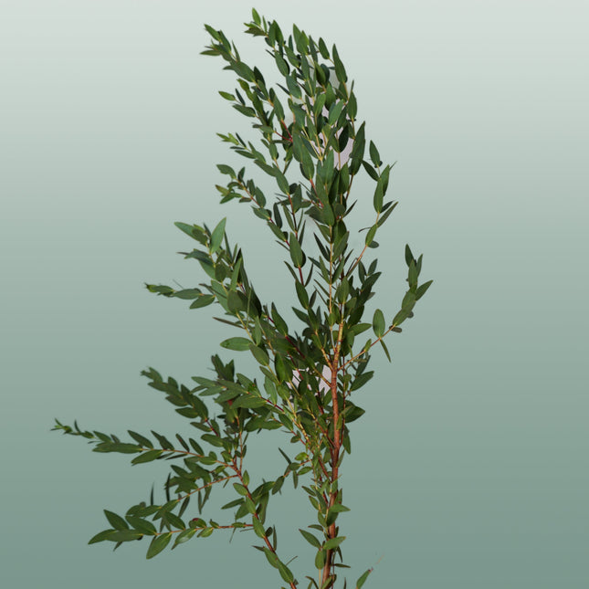 GR Eucalypthus Parvifolia (5 Bunches)