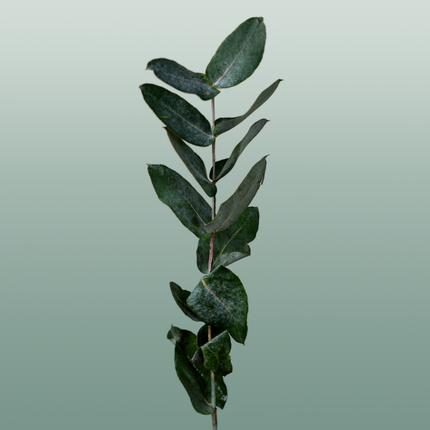 GR Eucalypthus Robusta (5 Bunches)
