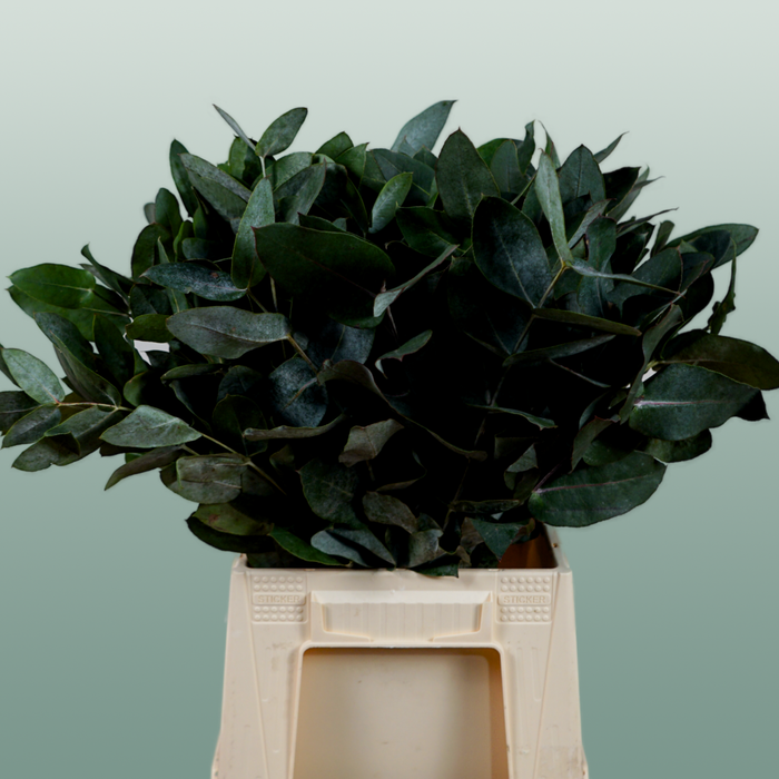Eucalyptus - Eucalyptus - Robusta Juveniel