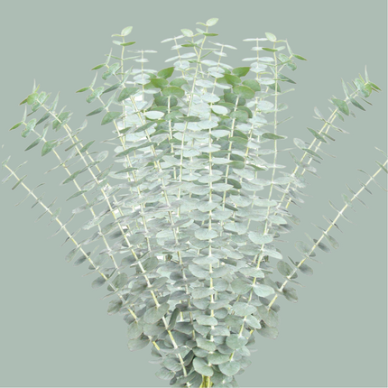 GR Eucalypthus Baby Blue (5 Bunches)