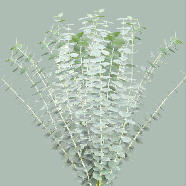 GR Eucalypthus Baby Blue (5 Bunches)
