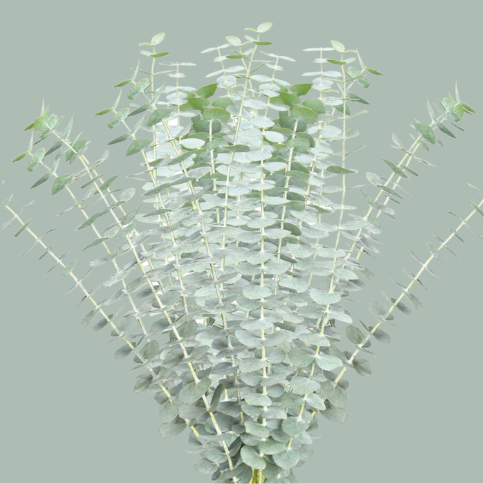 Eucalyptus Baby Blue
