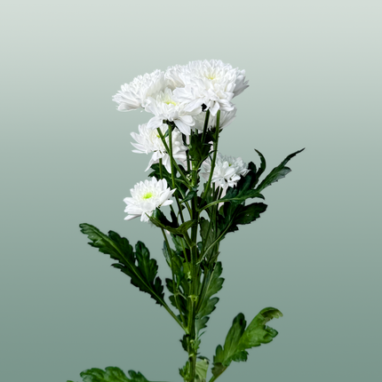 Chrysanthemum Spray Euro White