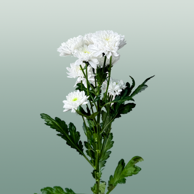 Chrysanthemum Spray Euro White
