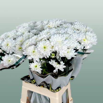 Chrysanthemum Spray Euro White