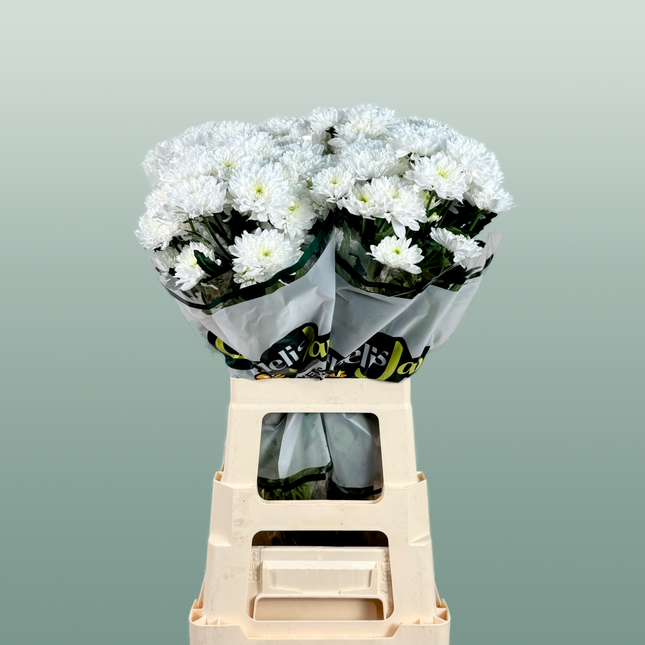 Chrysanthemum Spray Euro White