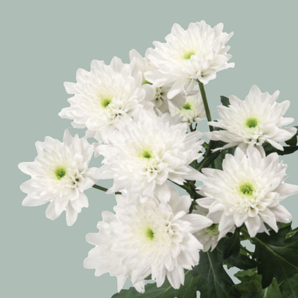 Chrysanthemum Spray Euro