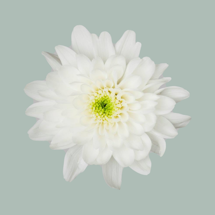 Chrysanthemum Spray Euro