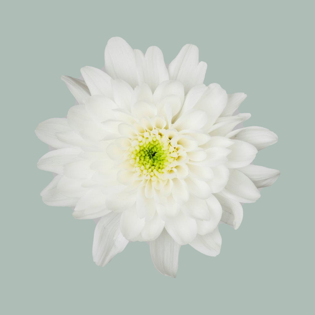 Chrysanthemum Spray Euro