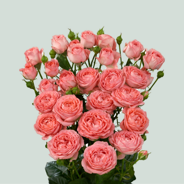 Spray Rose Femke