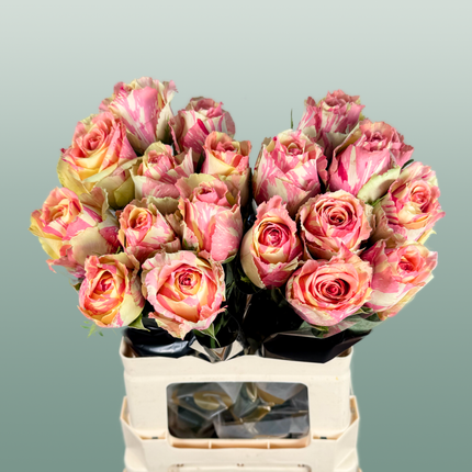 Rose Fiesta
