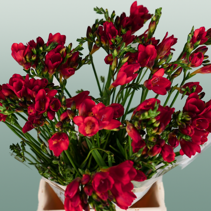 Freesia Fireball