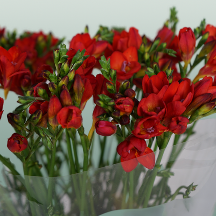 Freesia Fireball