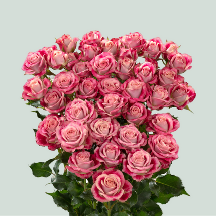 Rose Flinders Lane (Spray) (10 Stems)