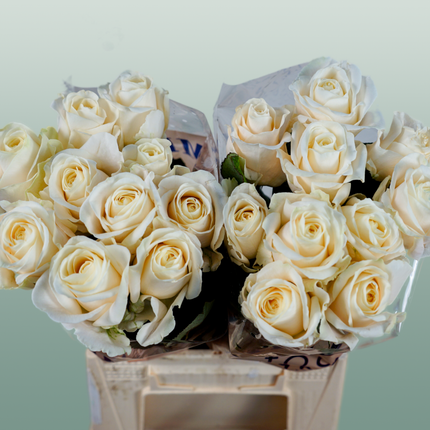 Rose Four Seasons