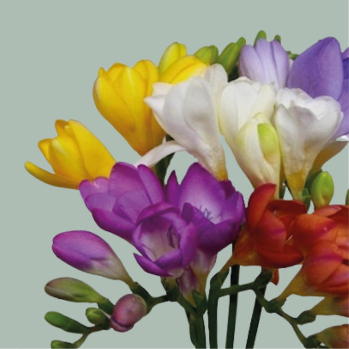 Freesia Mix (50 Stems)