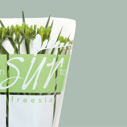 Freesia Ton sur Ton Mix