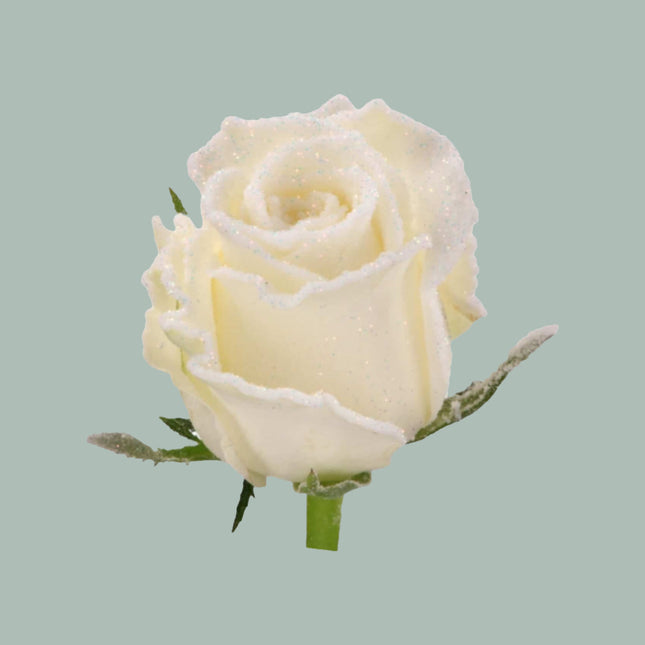 Rose Frost Alpe Dhuez (20 Stems)