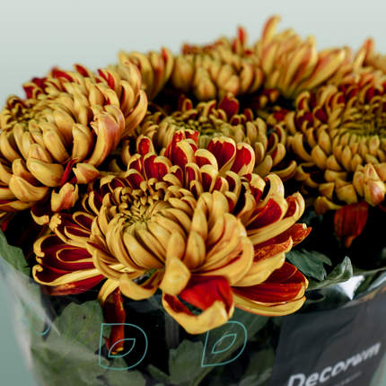 Chrysanthemum G Fuego