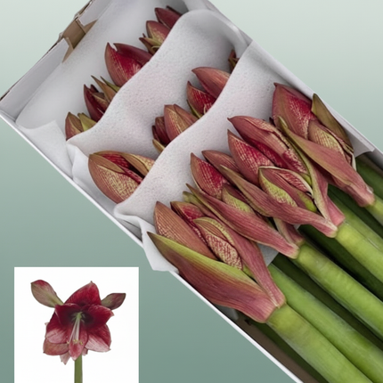 Amaryllis Maestro
