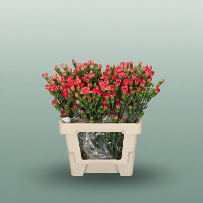 Carnation Spray Lina