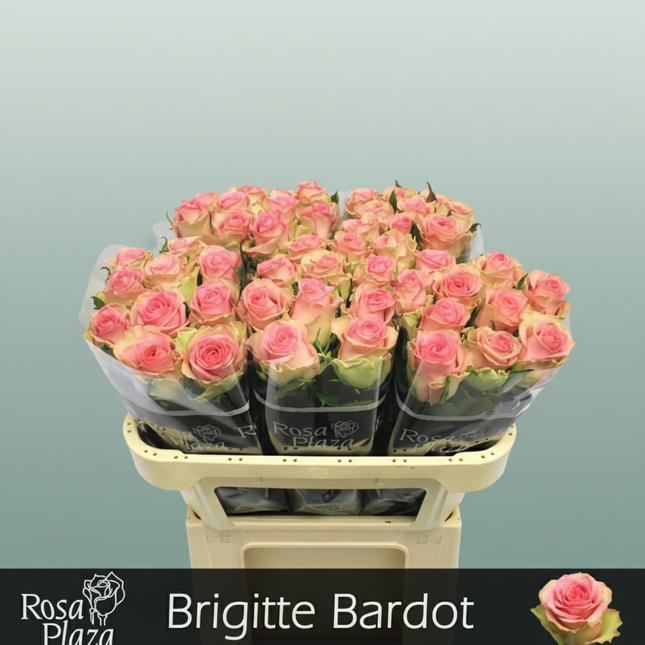 Rose Brigitte Bardot