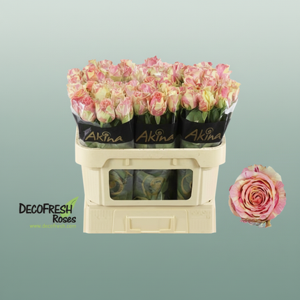 Rose Fiesta
